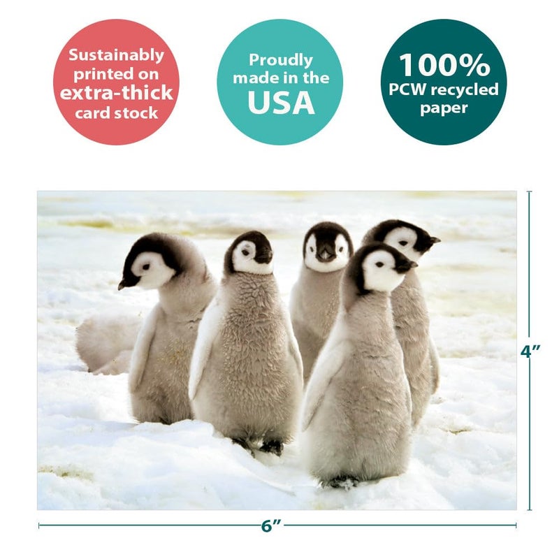 Tree-Free Greetings EcoNotes 12 Count Emperor Penguin Chicks All Occasion Notecard Set with Envelopes, 4 x 6 Inches (FS56926) - Image 4